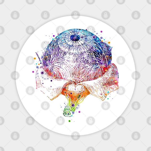 Eye Anatomy Watercolor Painting Magnet by LotusGifts